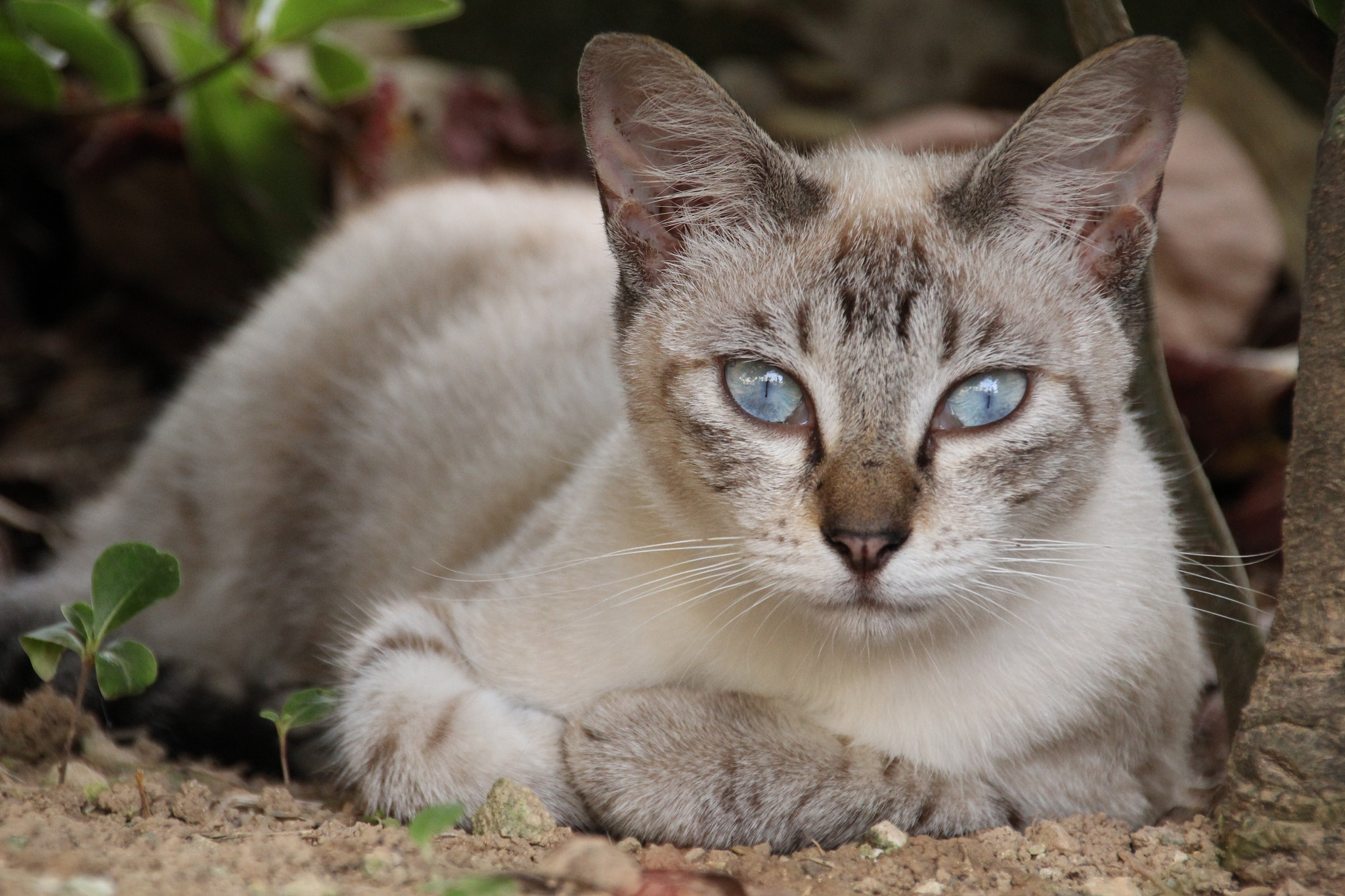 Sigma 18-250mm F3.5-6.3 DC OS HSM sample photo. Staring blue eyes. photography