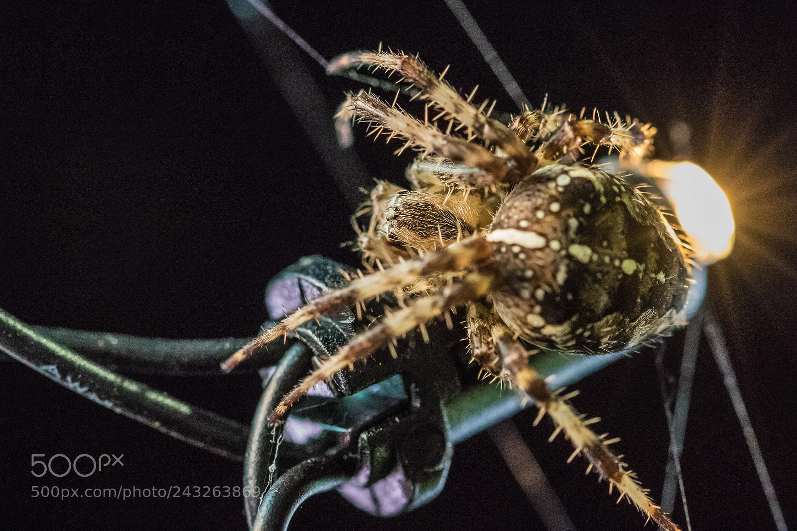 Canon EOS 7D Mark II sample photo. Spider photography
