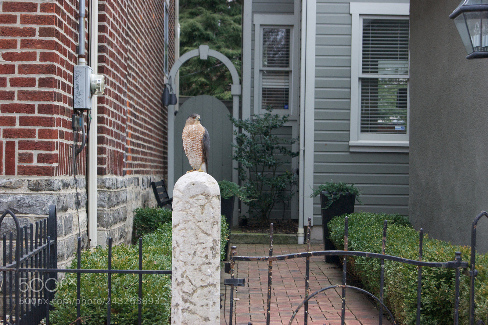 Sony Alpha DSLR-A290 sample photo. Stoic bird photography