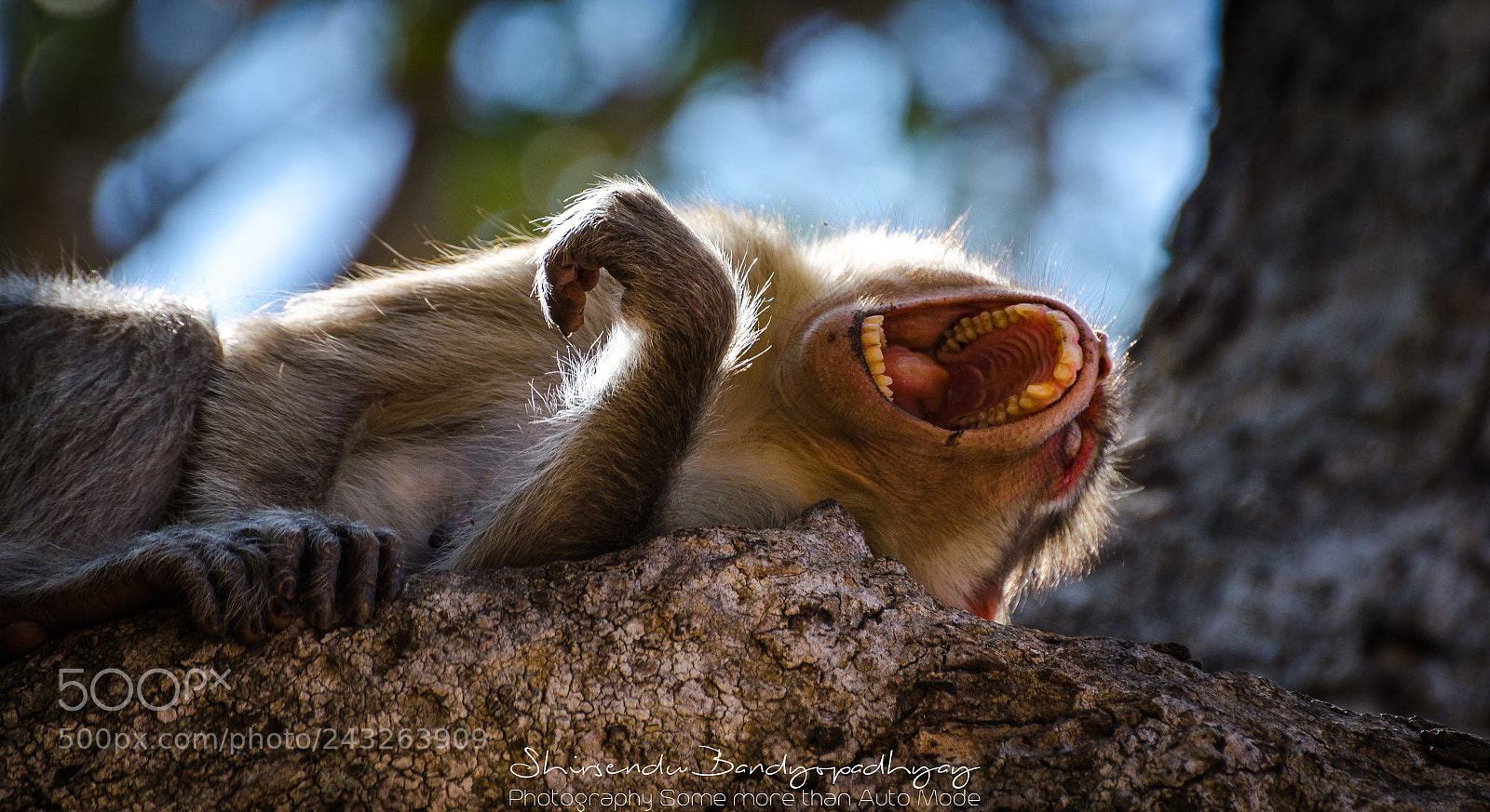 Nikon D5100 sample photo. The great yawn ! photography