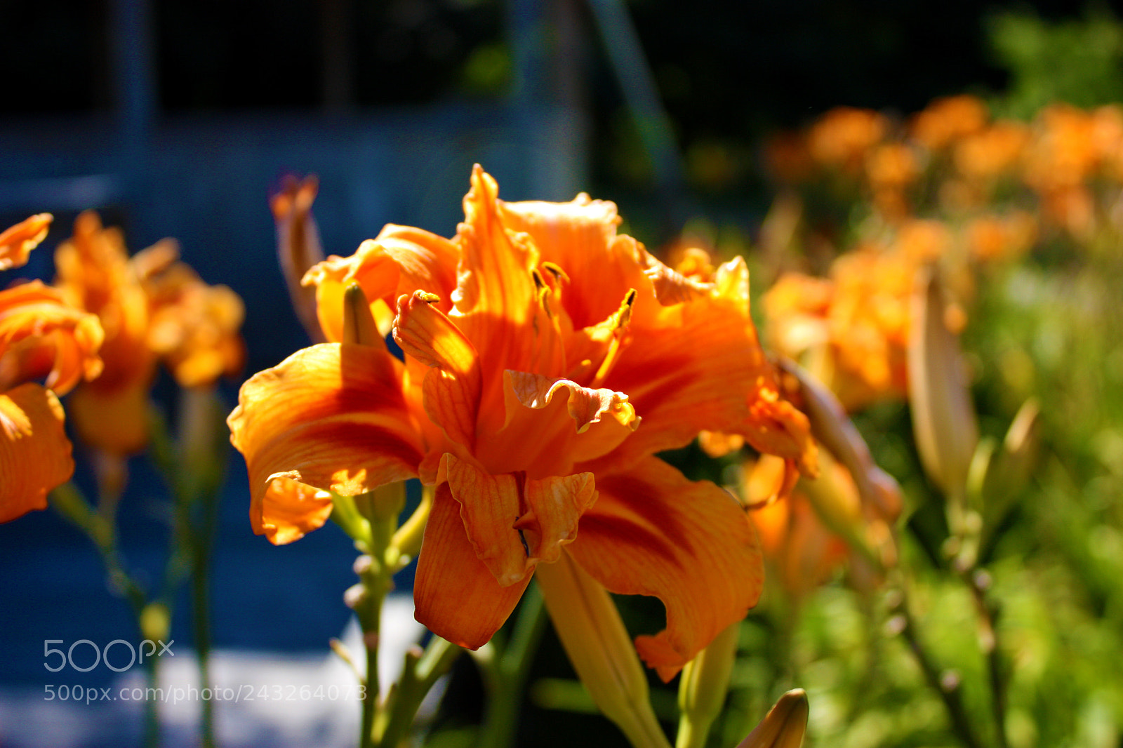 Canon EOS 450D (EOS Rebel XSi / EOS Kiss X2) sample photo. Bloom photography