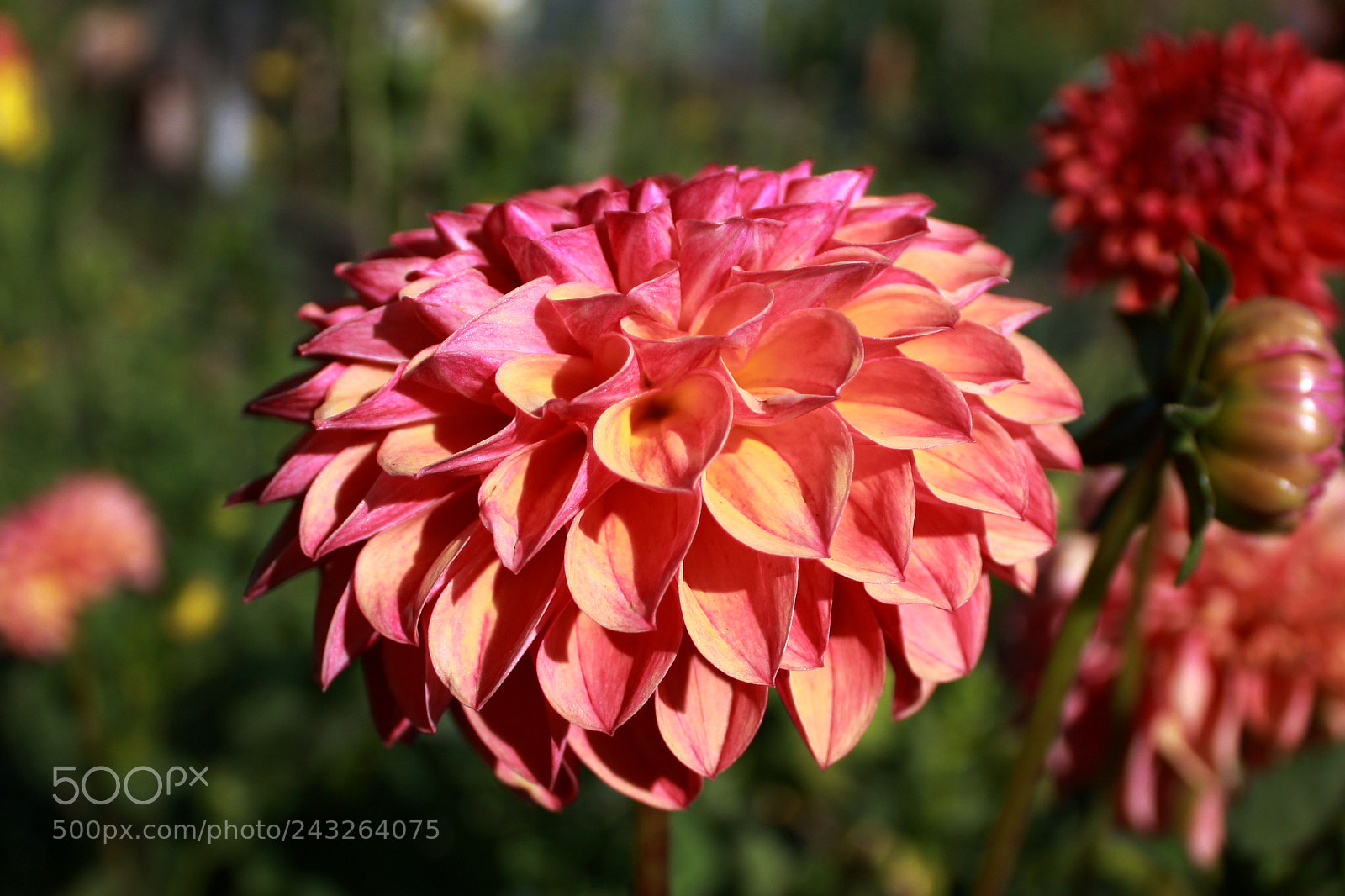 Canon EOS 450D (EOS Rebel XSi / EOS Kiss X2) sample photo. Satisfying photography