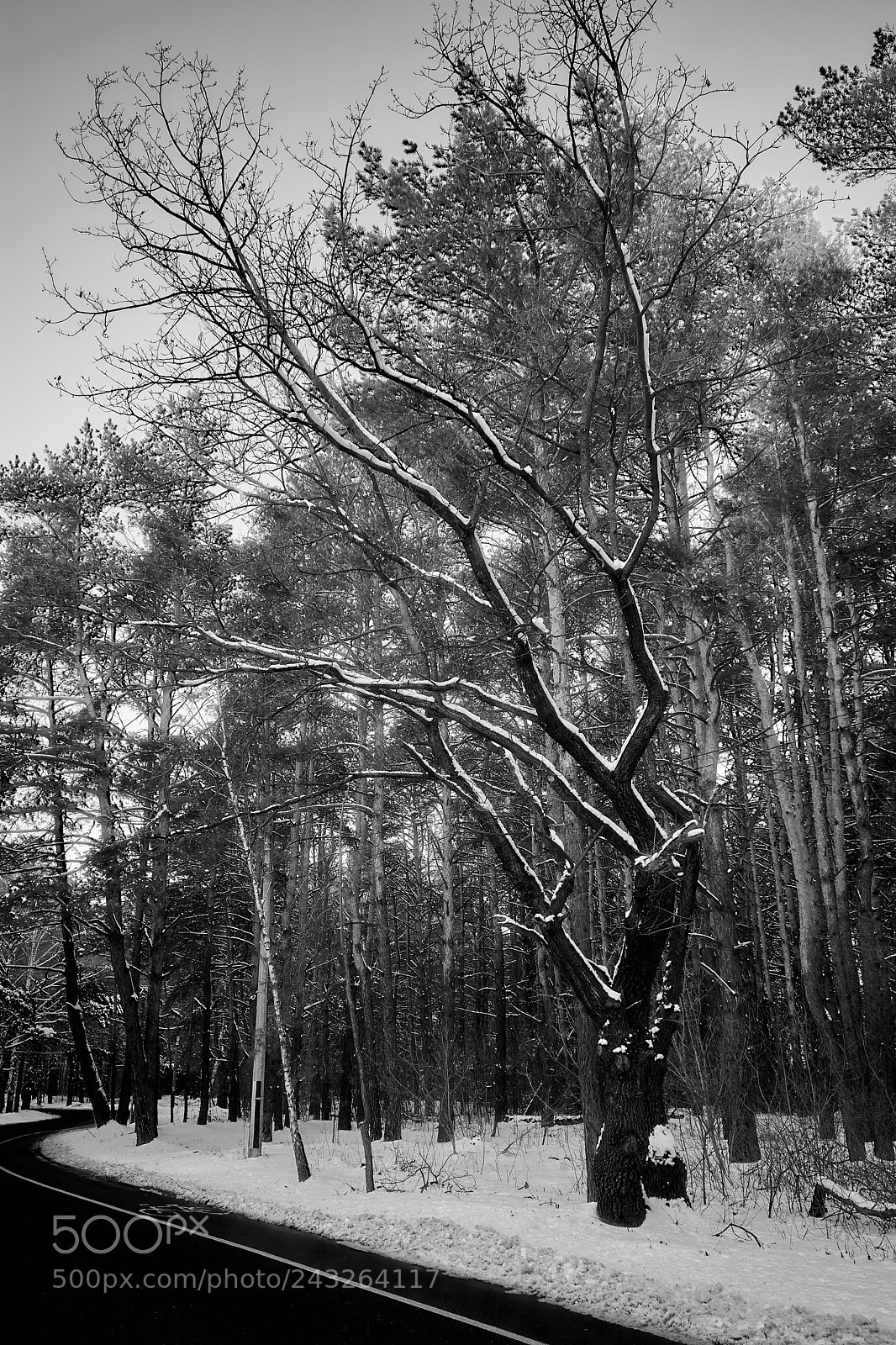 Nikon D7100 sample photo. Black tree photography