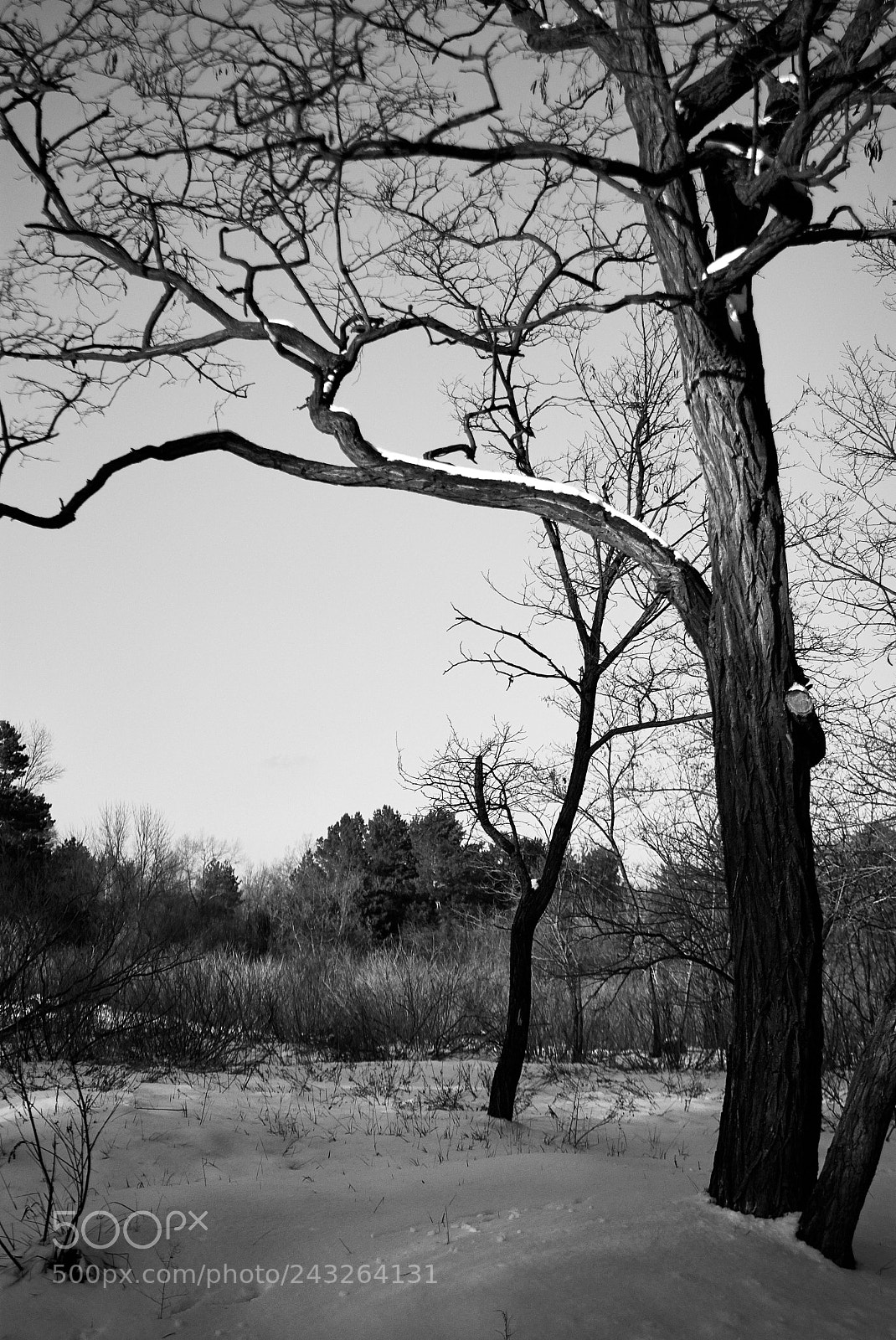 Nikon D7100 sample photo. Tree at sunset photography