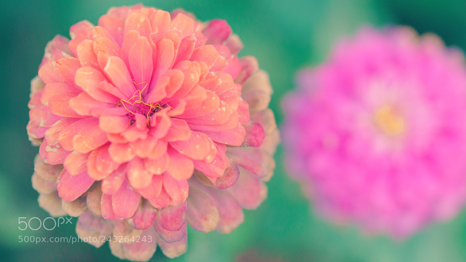 Sony a7R II sample photo. Untitled photography
