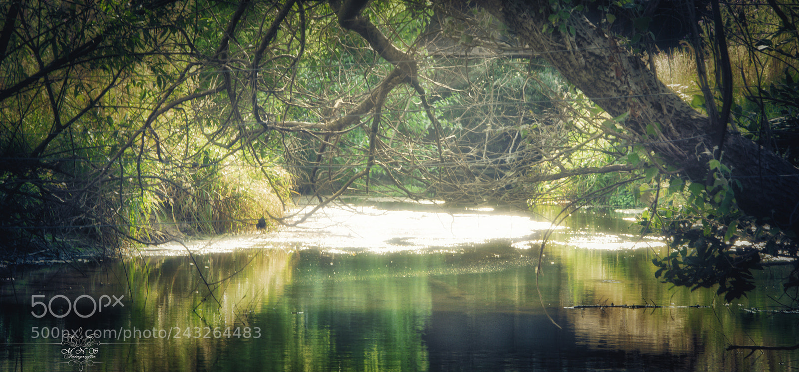 Nikon D7100 sample photo. Afternoon in the stream photography