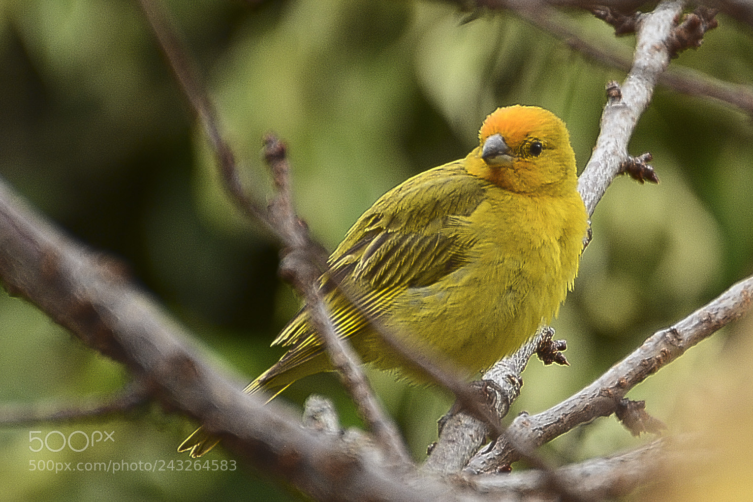 Nikon D7100 sample photo. Andarilho da natureza. photography