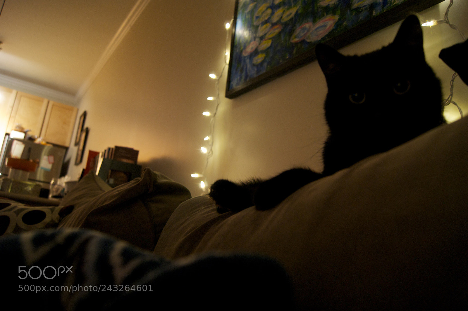 Sony Alpha DSLR-A290 sample photo. He's looking right at photography