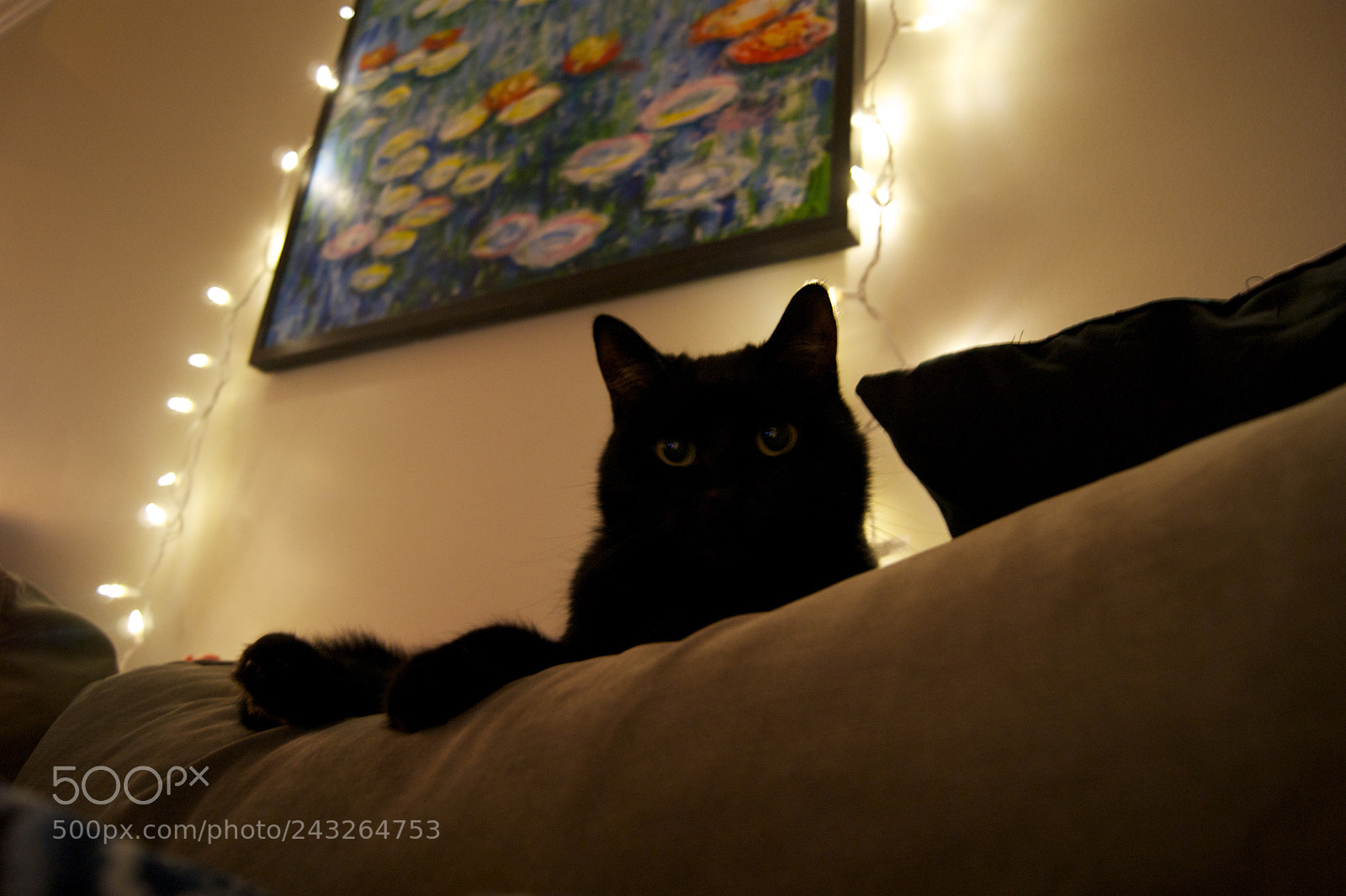 Sony Alpha DSLR-A290 sample photo. Black cats rule the photography