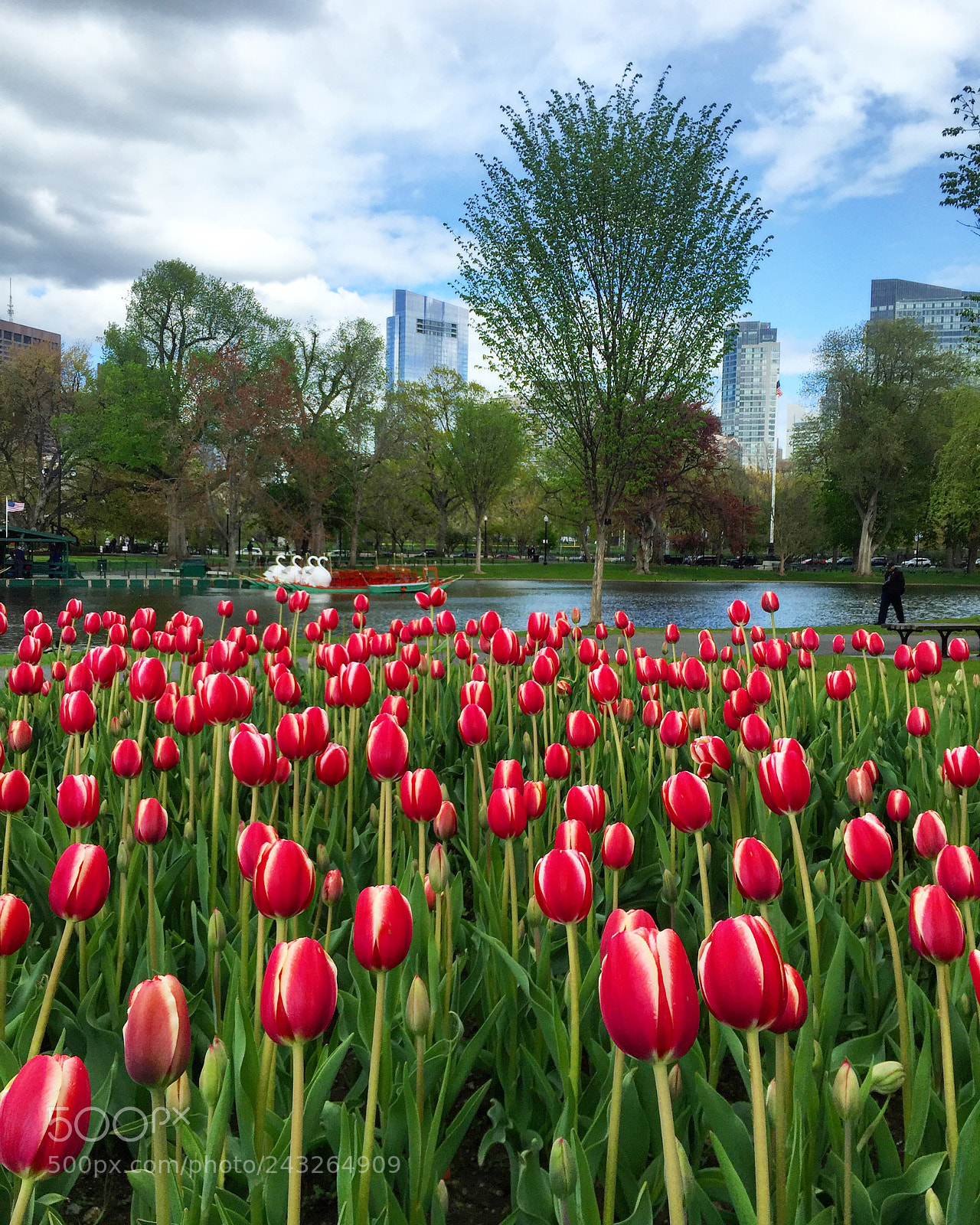 Apple iPhone 6 sample photo. Tulip season photography