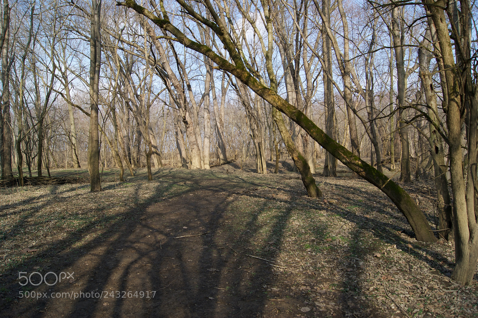 Sony Alpha DSLR-A290 sample photo. Taking a stroll in photography