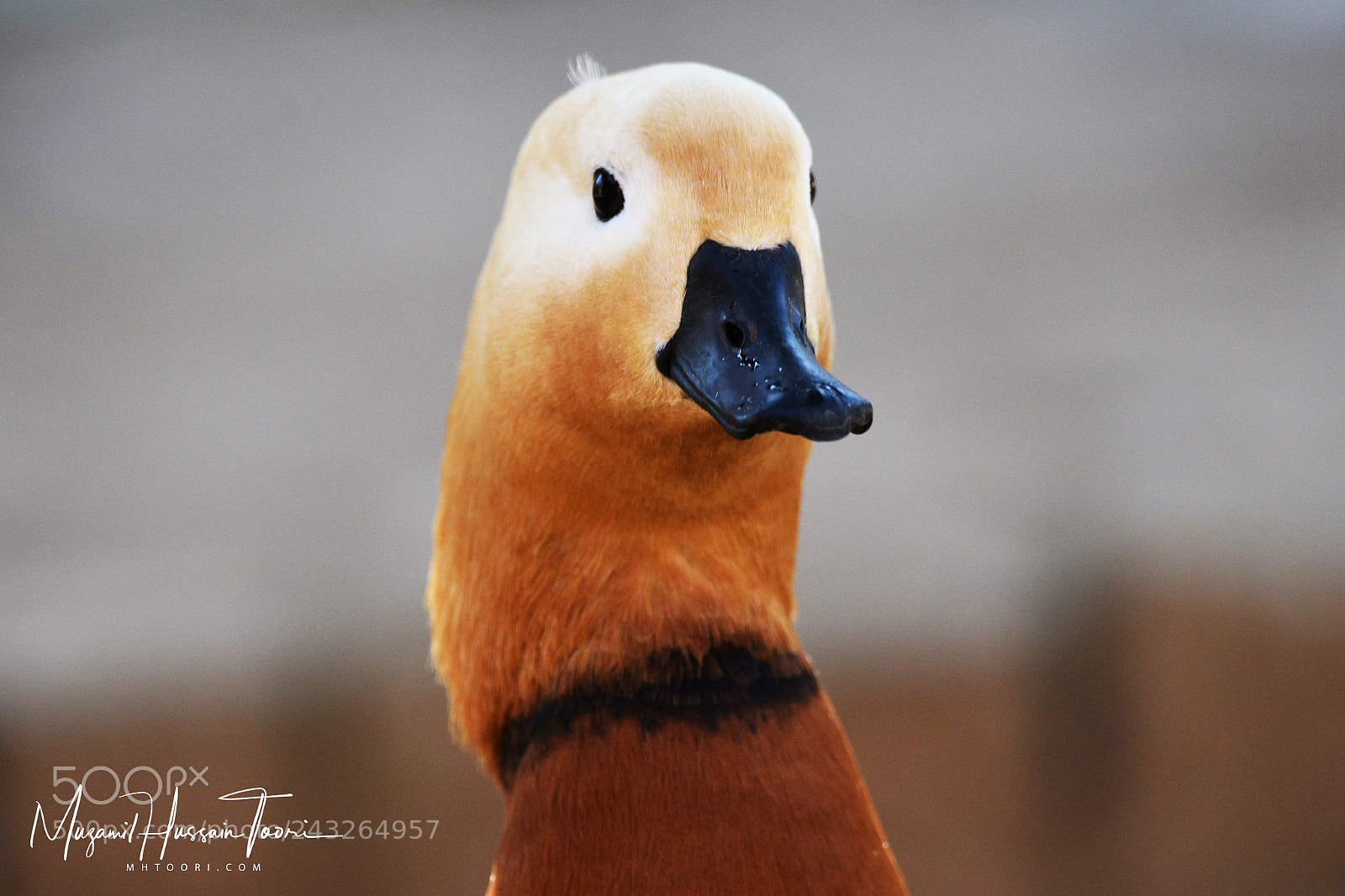 Nikon D810 sample photo. Portrait photography