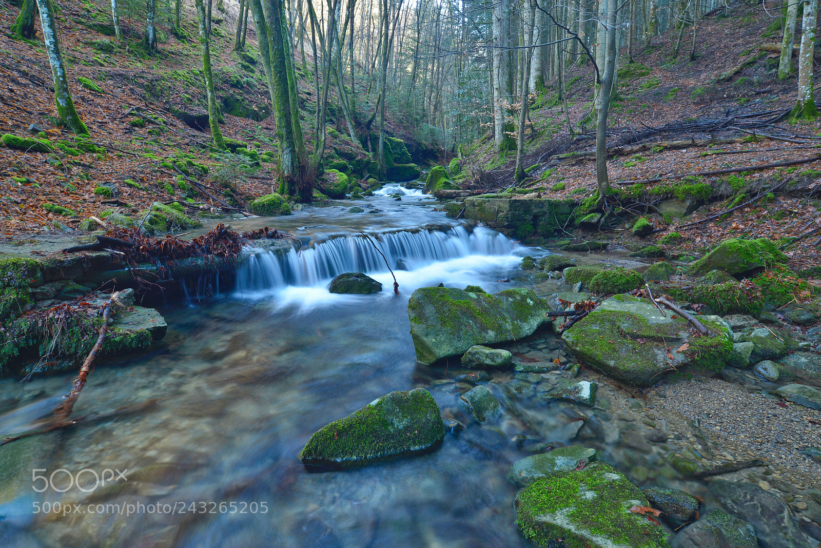 Nikon D600 sample photo. State reserve of vallombrosa photography