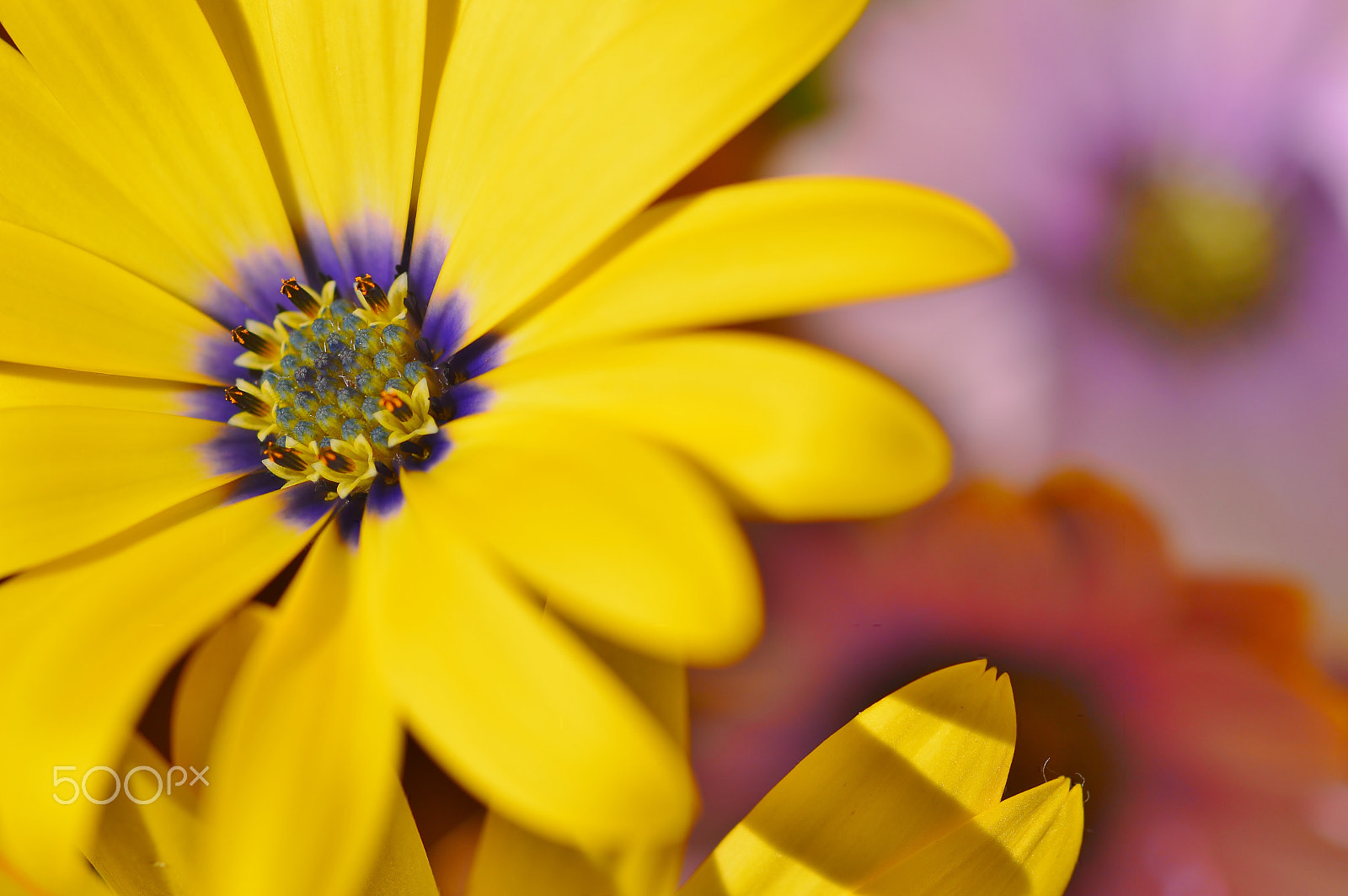 Nikon D3200 sample photo. Macro nature......spring flowers photography