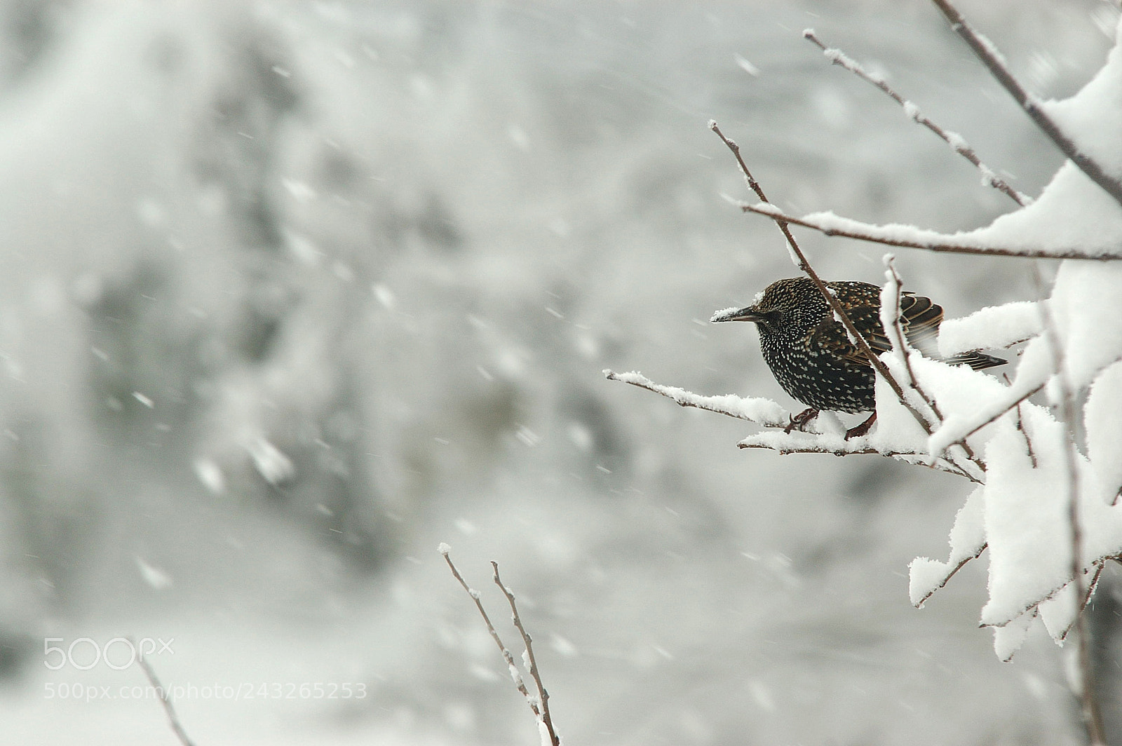 Nikon D70 sample photo. Etourneau dans le froid photography