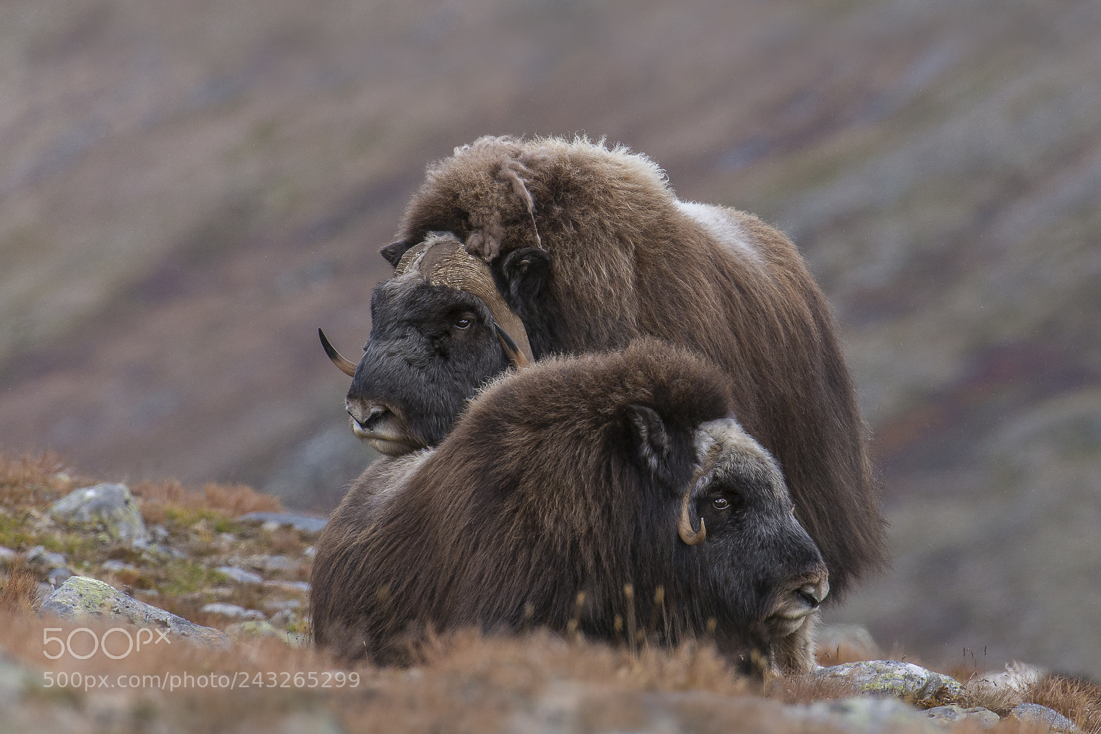 Nikon D800 sample photo. Muskox male and female photography
