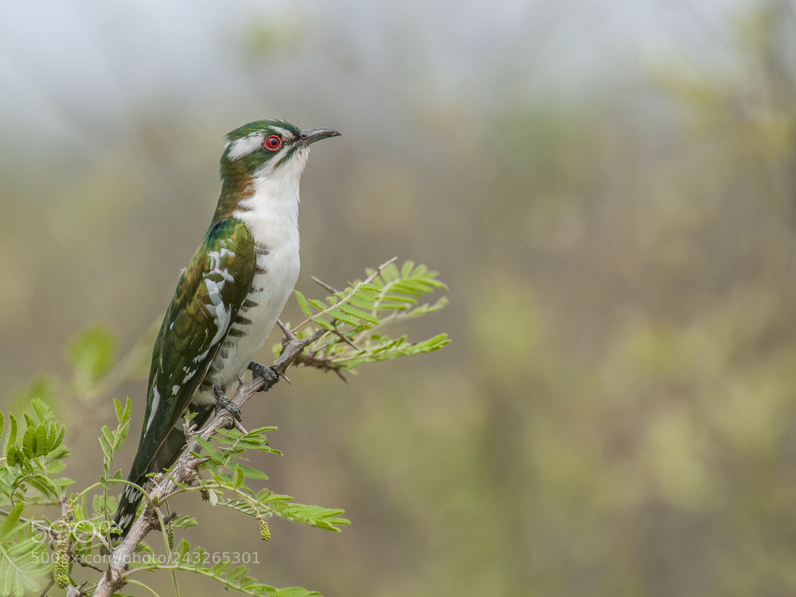 Nikon D300S sample photo. Diederik cuckoo photography