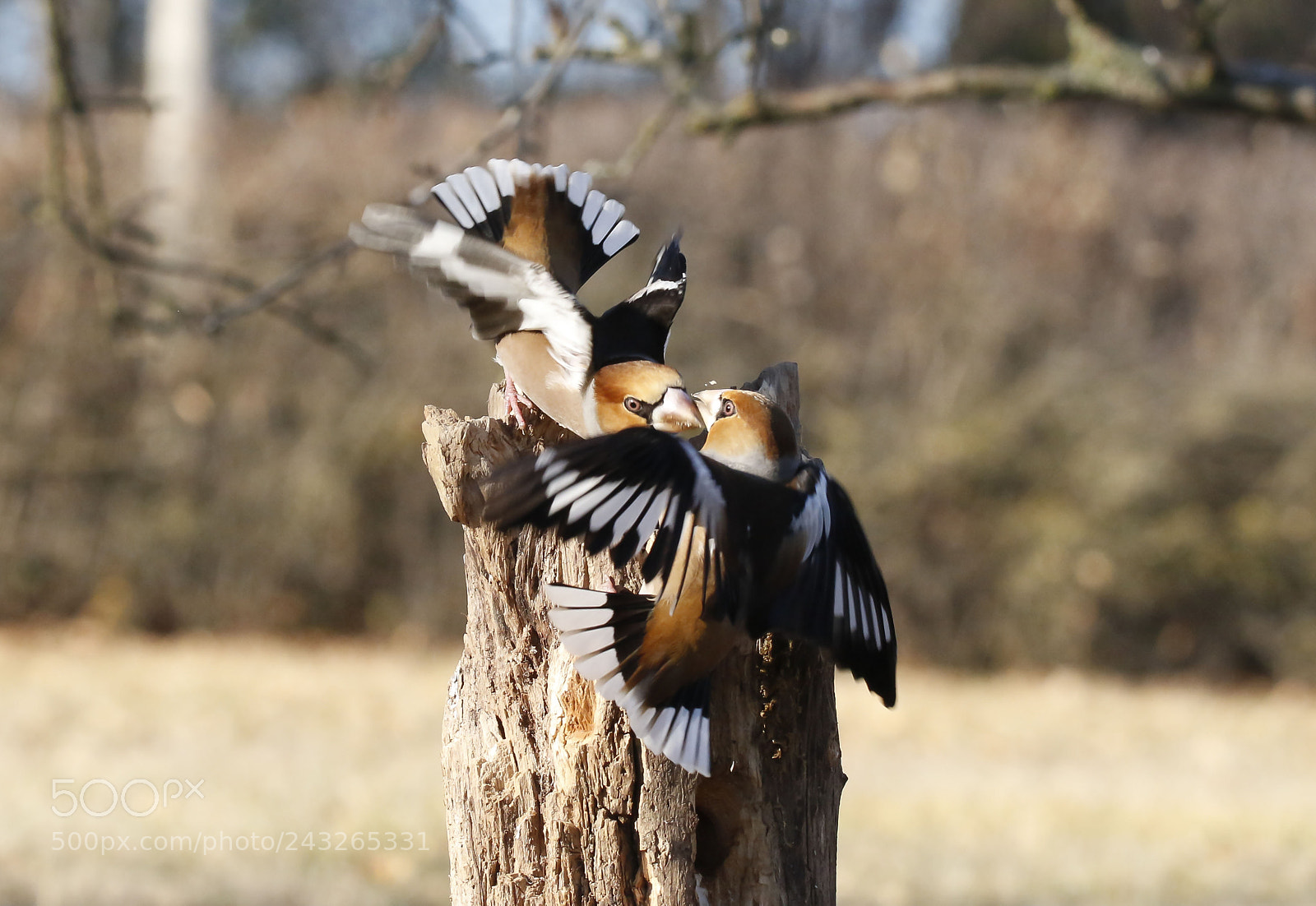 Canon EOS 7D Mark II sample photo. Hawfinches in fight photography