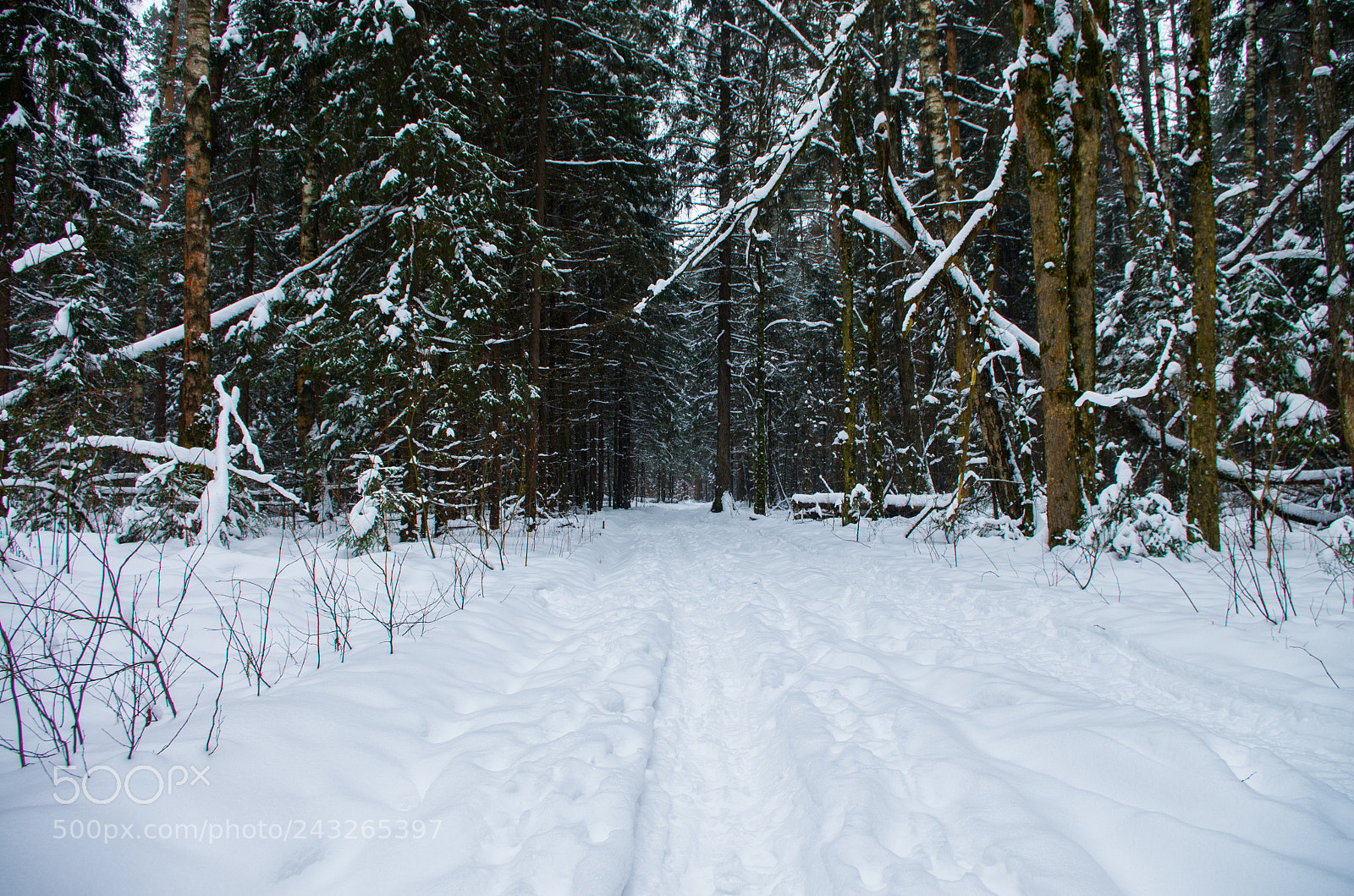 Pentax K-5 sample photo. Тропинка в лес photography