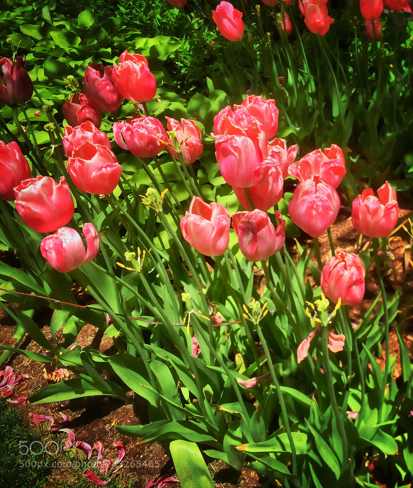 Apple iPhone 6 sample photo. Spring photography