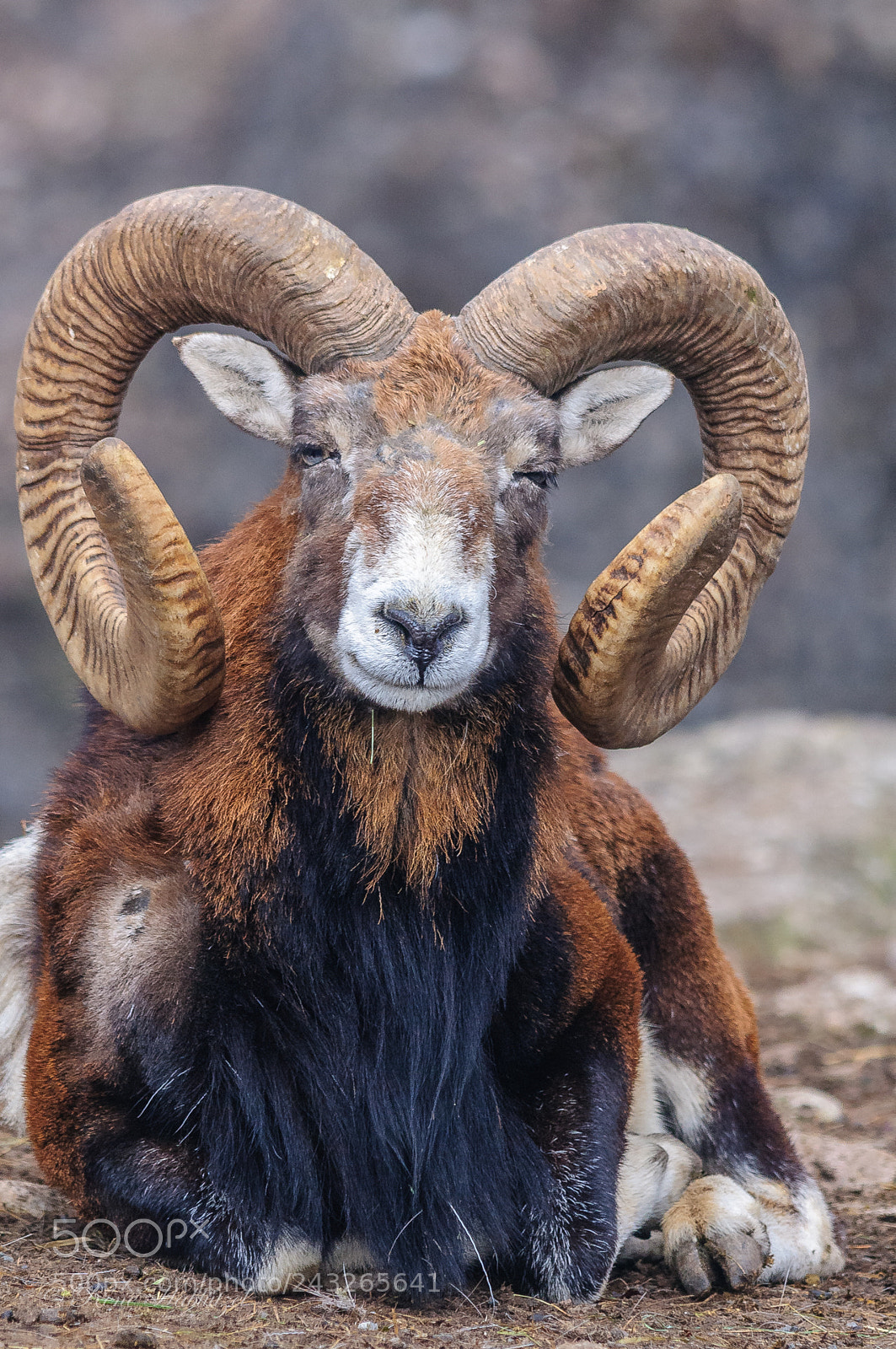 Nikon D300 sample photo. Mufflonbock photography