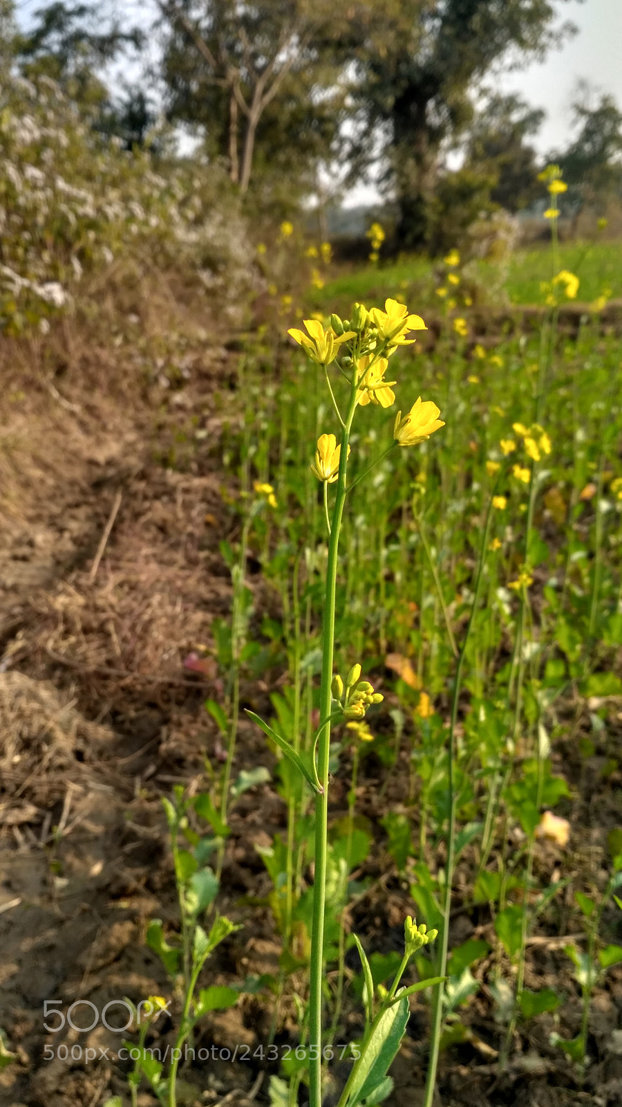Xiaomi Redmi 3S sample photo. Flower photography