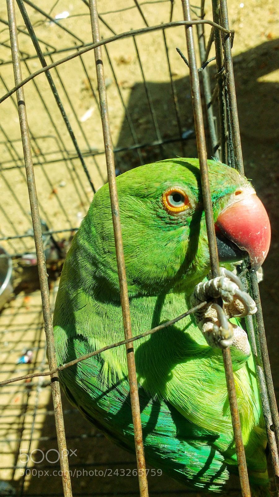 Motorola MotoG3 sample photo. Parrot green colour photography