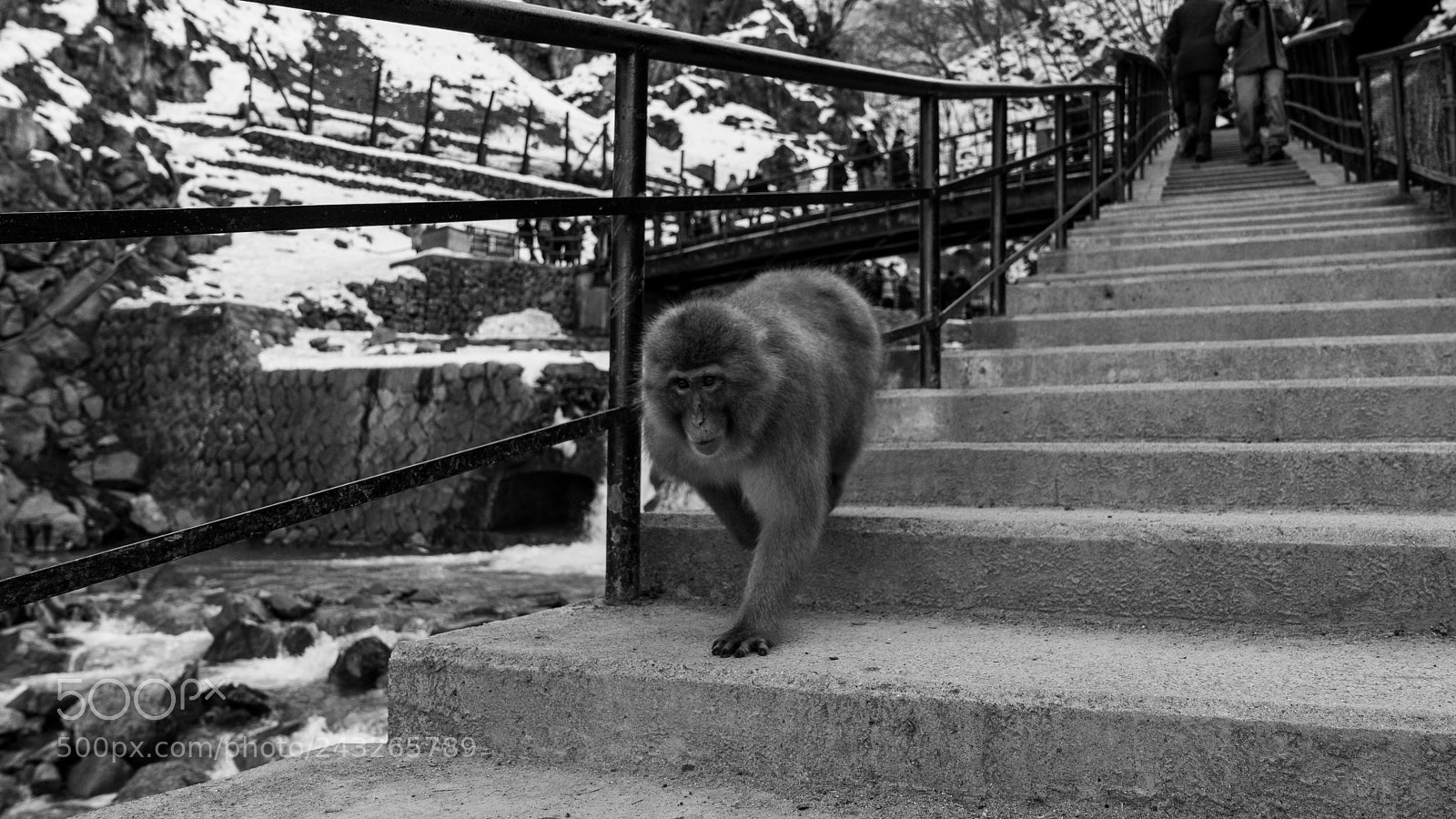 Sony a7R II sample photo. Snow monkey park low photography