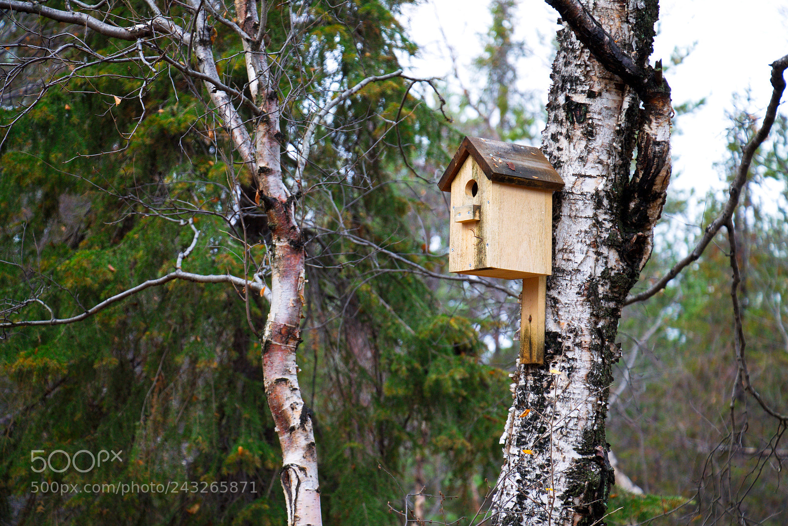 Canon EOS 1100D (EOS Rebel T3 / EOS Kiss X50) sample photo. Скворечник / the birdhouse photography