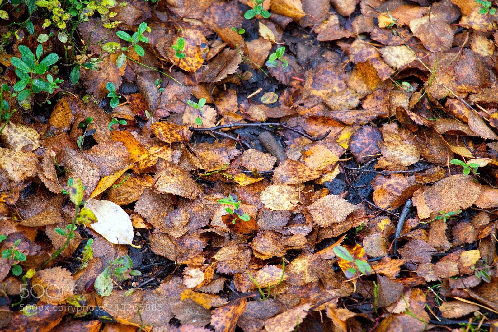 Canon EOS 1100D (EOS Rebel T3 / EOS Kiss X50) sample photo. Палые листья / the fallen leaves photography