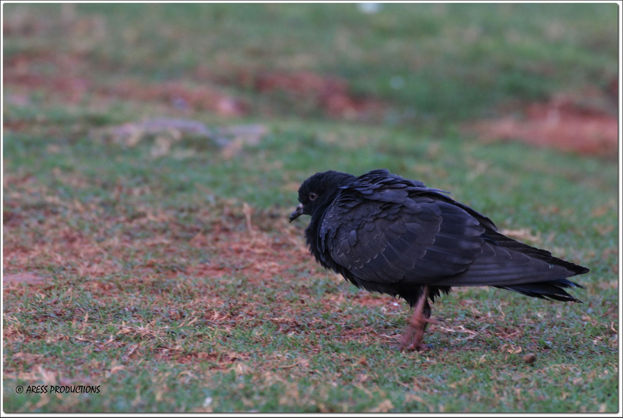 Canon EOS 70D + Tamron SP 35mm F1.8 Di VC USD sample photo. Pigeon photography