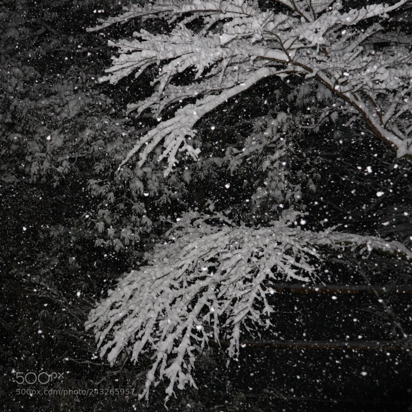 Canon EOS M6 sample photo. Powdered snow. photography