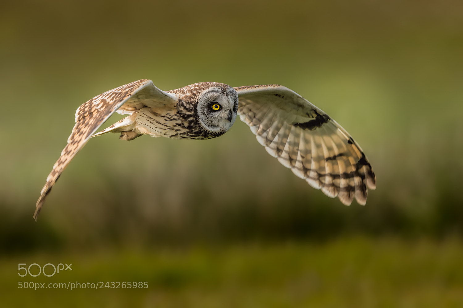 Canon EOS-1D X sample photo. Short-eared owl photography