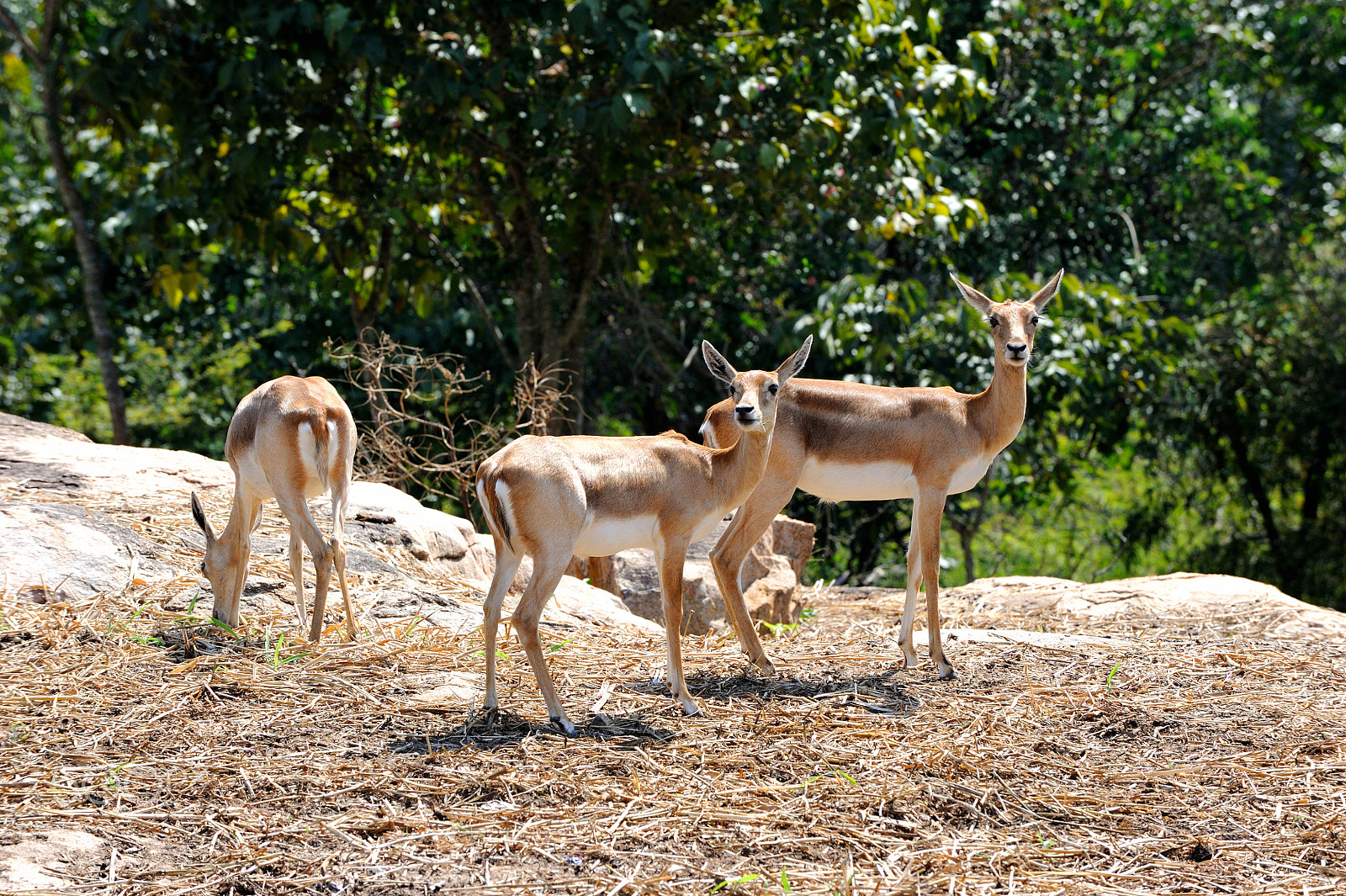 Nikon D700 sample photo. 17552.jpg photography