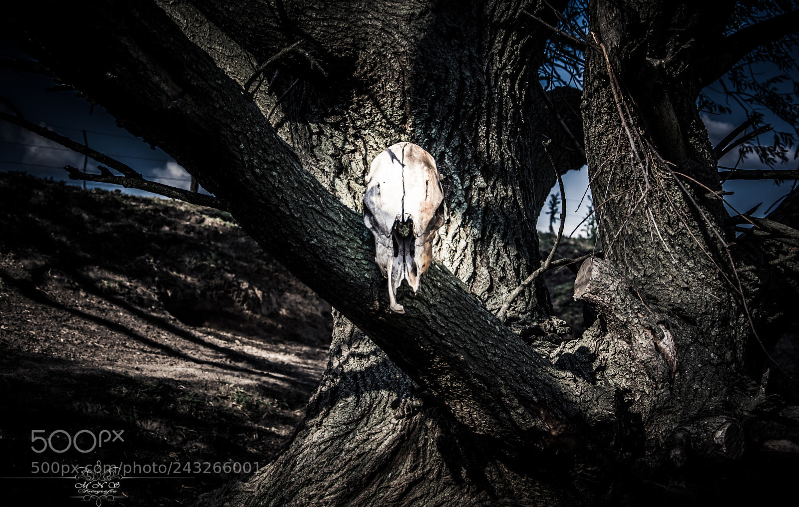 Nikon D7100 sample photo. The tree with a photography