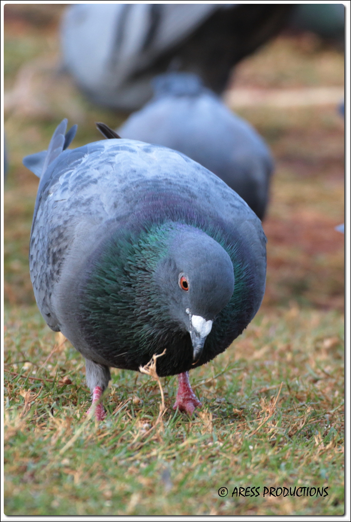 Tamron SP 35mm F1.8 Di VC USD sample photo. Search photography