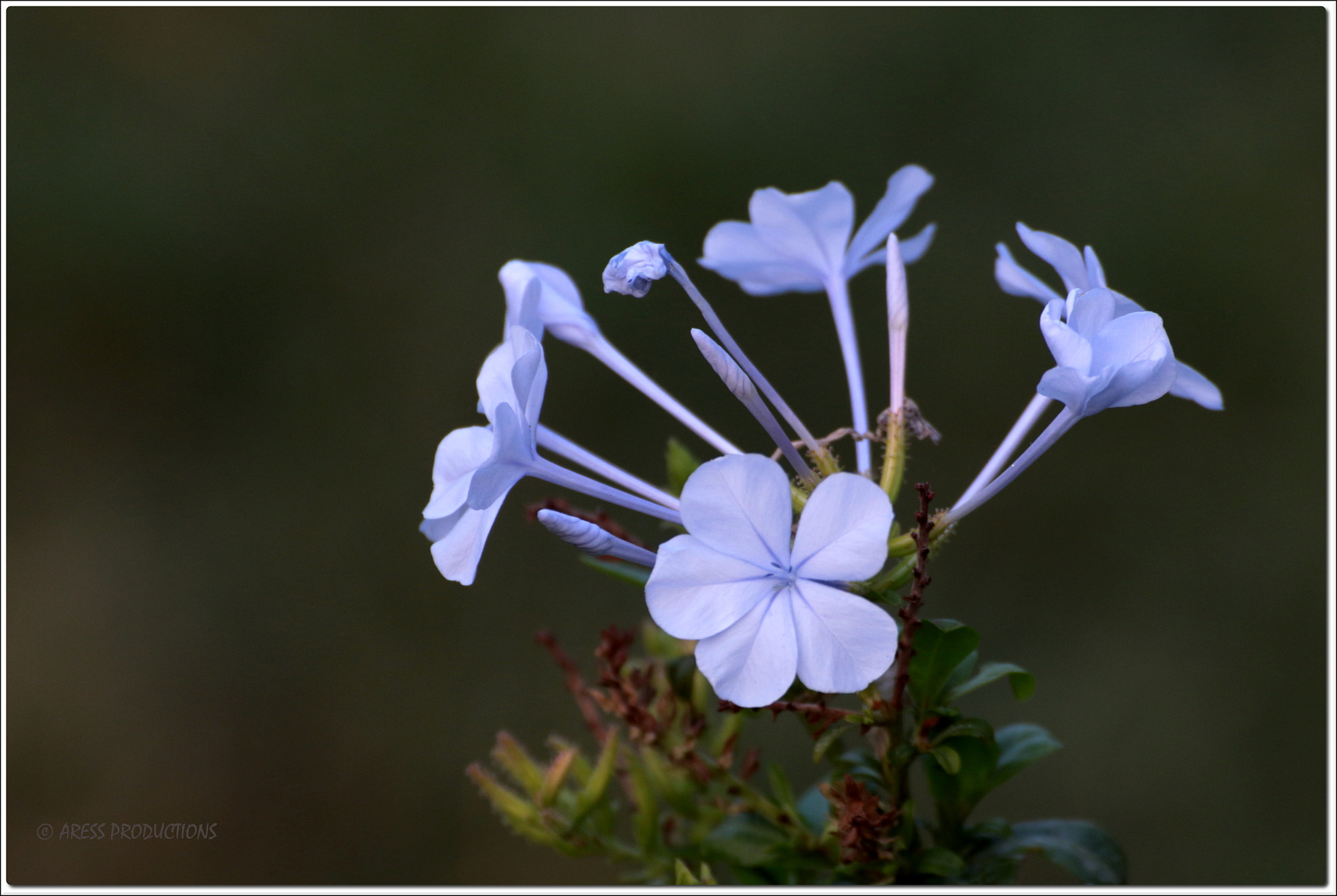 Tamron SP 35mm F1.8 Di VC USD sample photo. Bunch photography