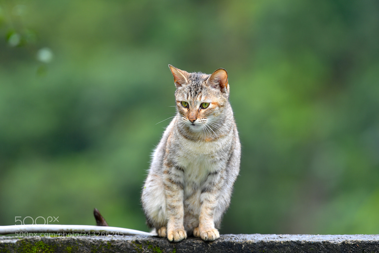 Nikon D5 sample photo. Cat photography