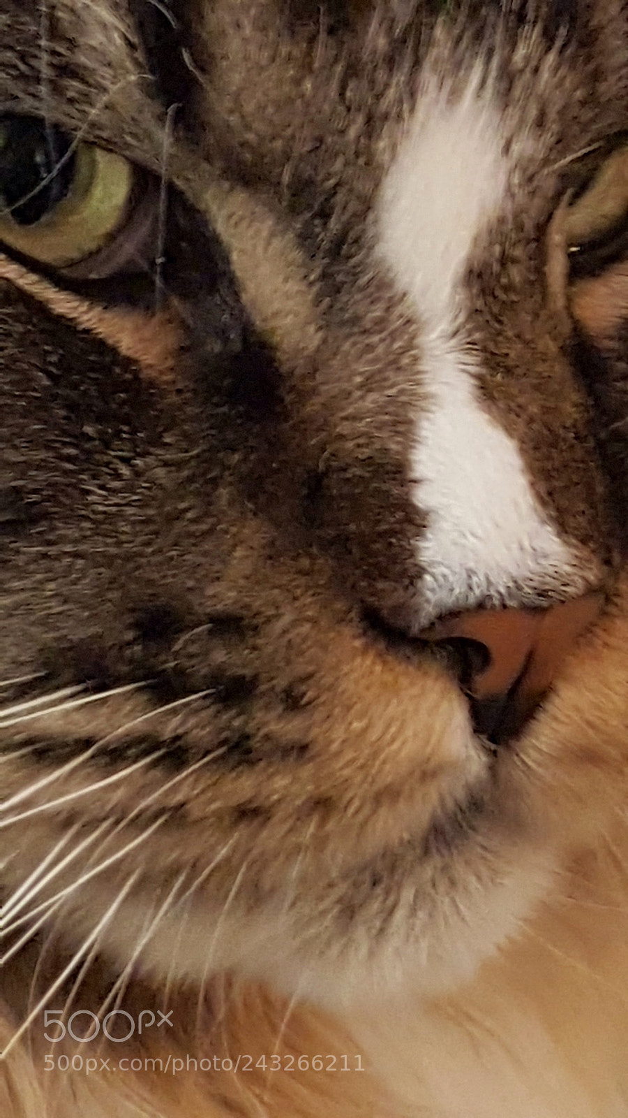 Samsung Galaxy S7 Edge sample photo. Cat photography
