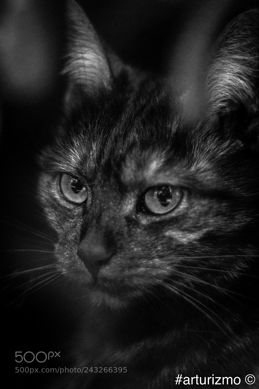 Nikon D7200 sample photo. Portrait of cecylia photography