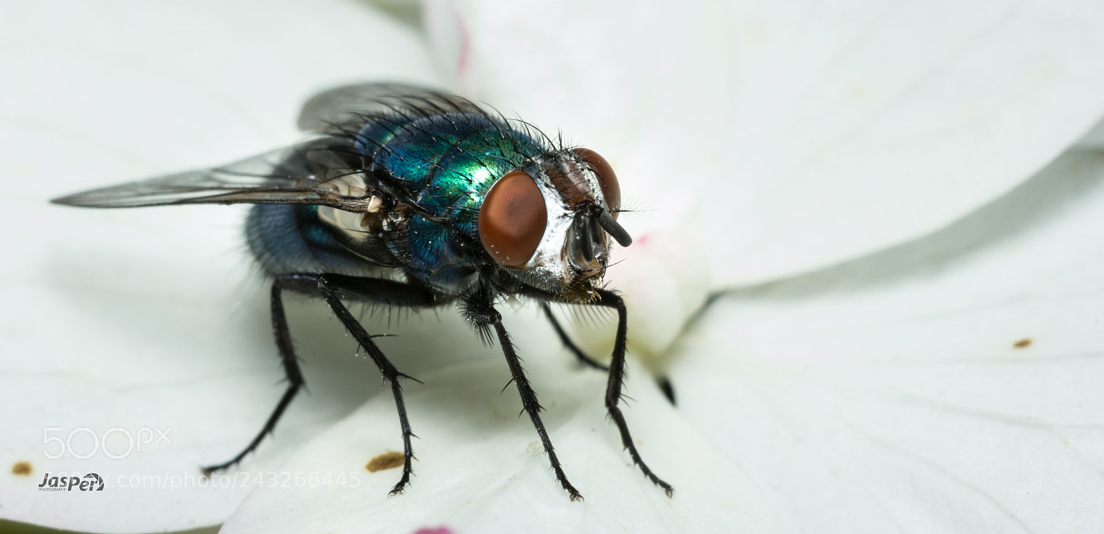 Nikon D7200 sample photo. Fly photography