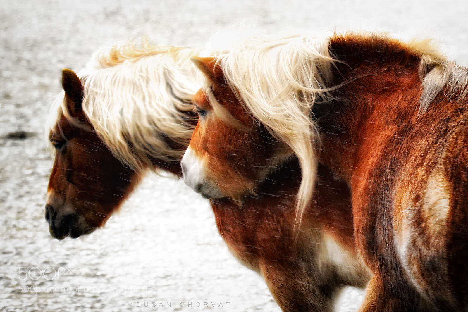 Canon EOS 7D Mark II sample photo. Side by side photography