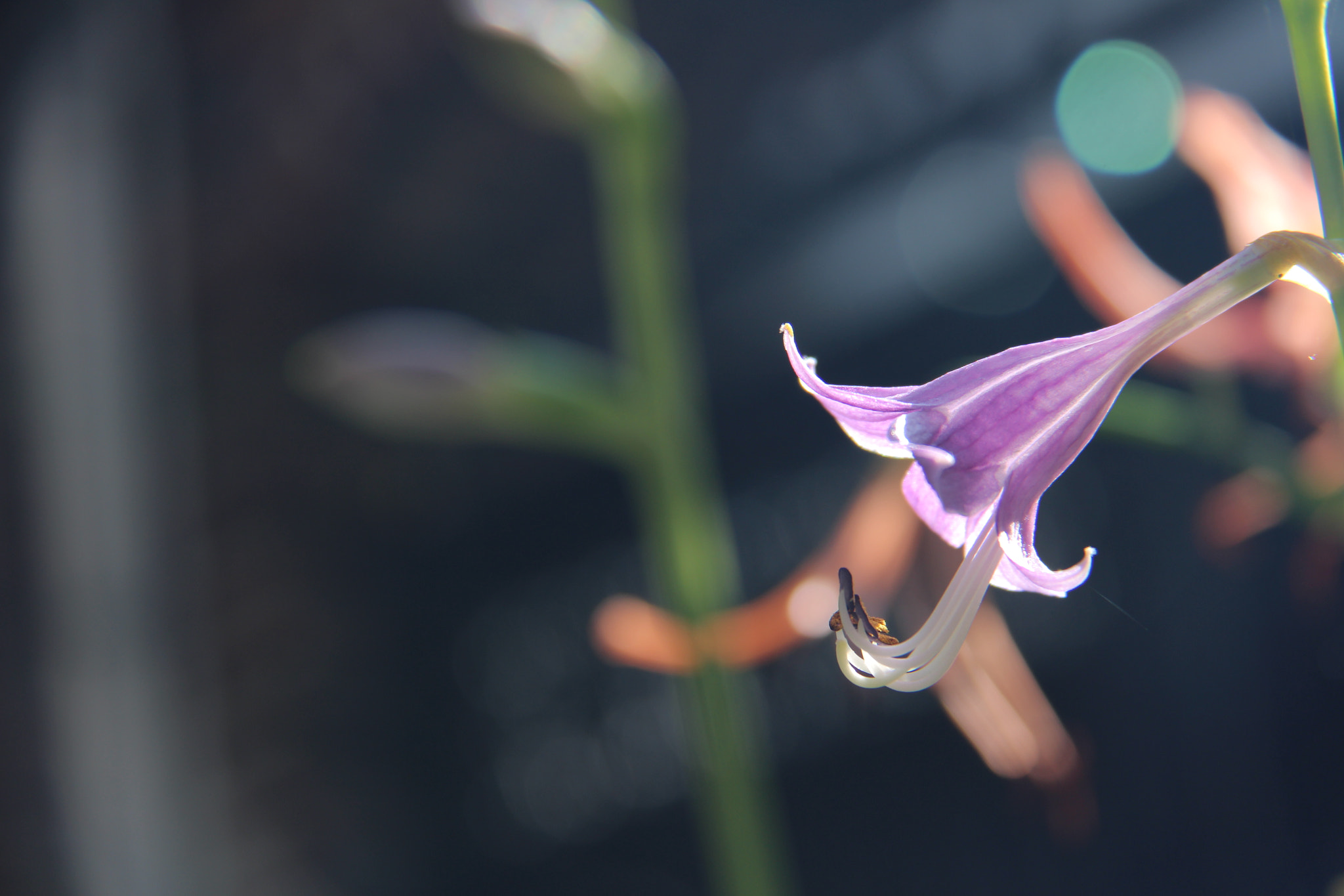 Canon EF-S 18-200mm F3.5-5.6 IS sample photo. Img photography
