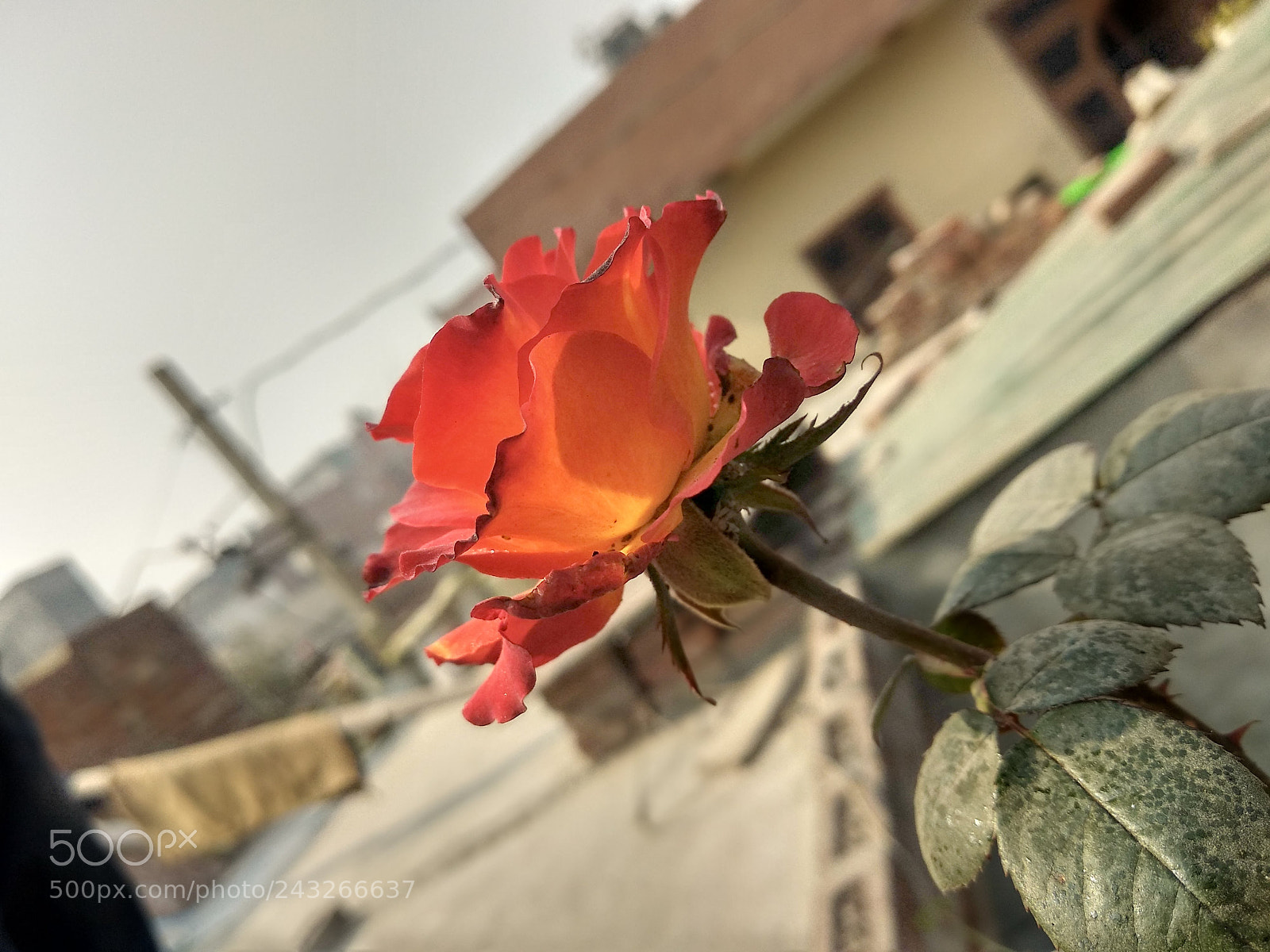 Xiaomi Mi A1 sample photo. Hdr photography