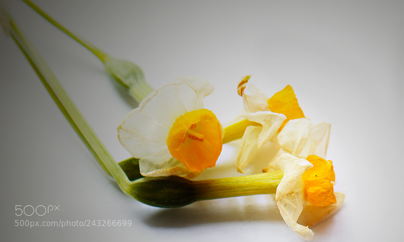 Nikon D7100 sample photo. Untitled photography
