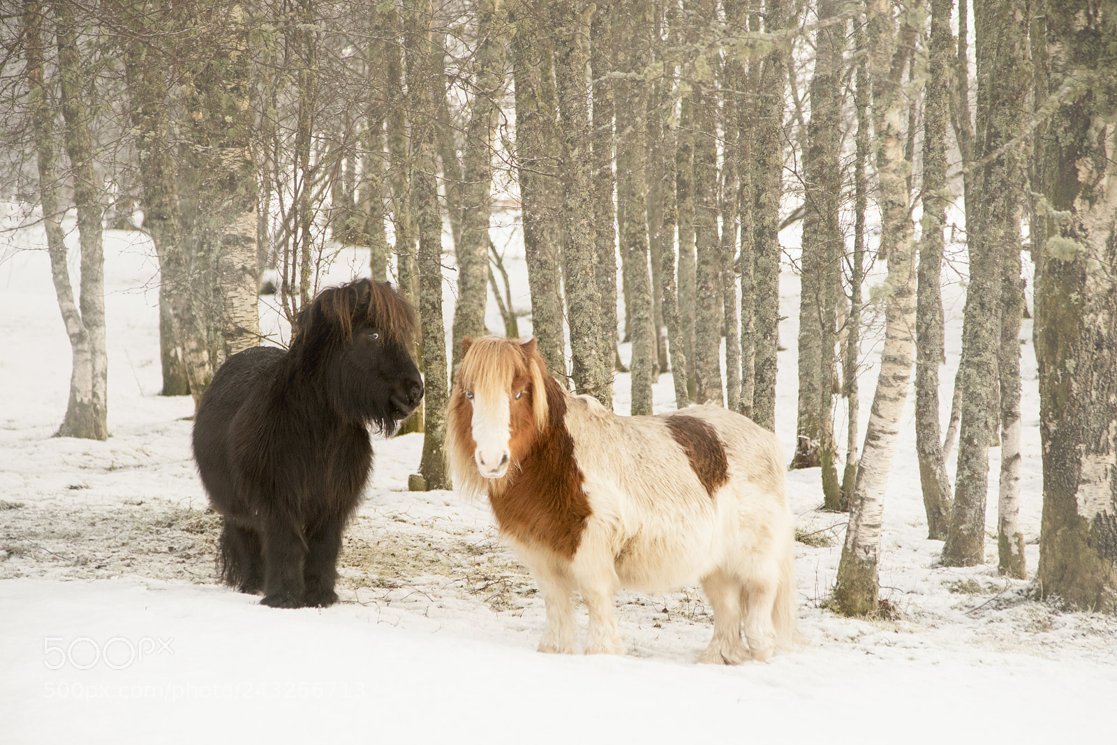 Sony a7R sample photo. Pretty ponies photography