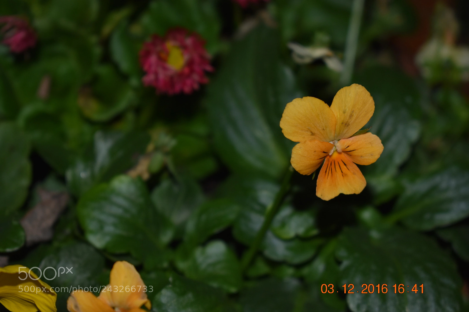 Nikon D3400 sample photo. Flowers in the night photography