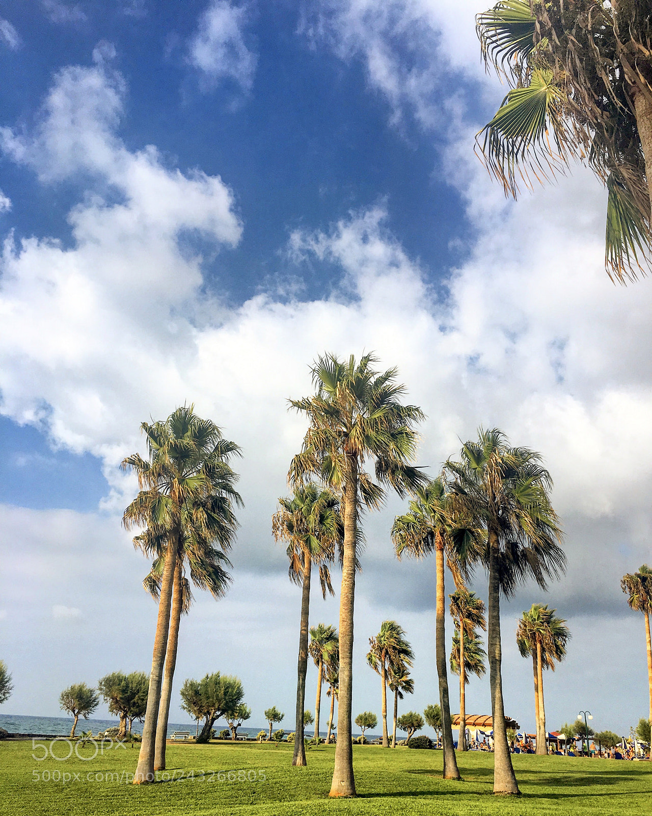 Apple iPhone 6s sample photo. Palm tree # malia #crete photography