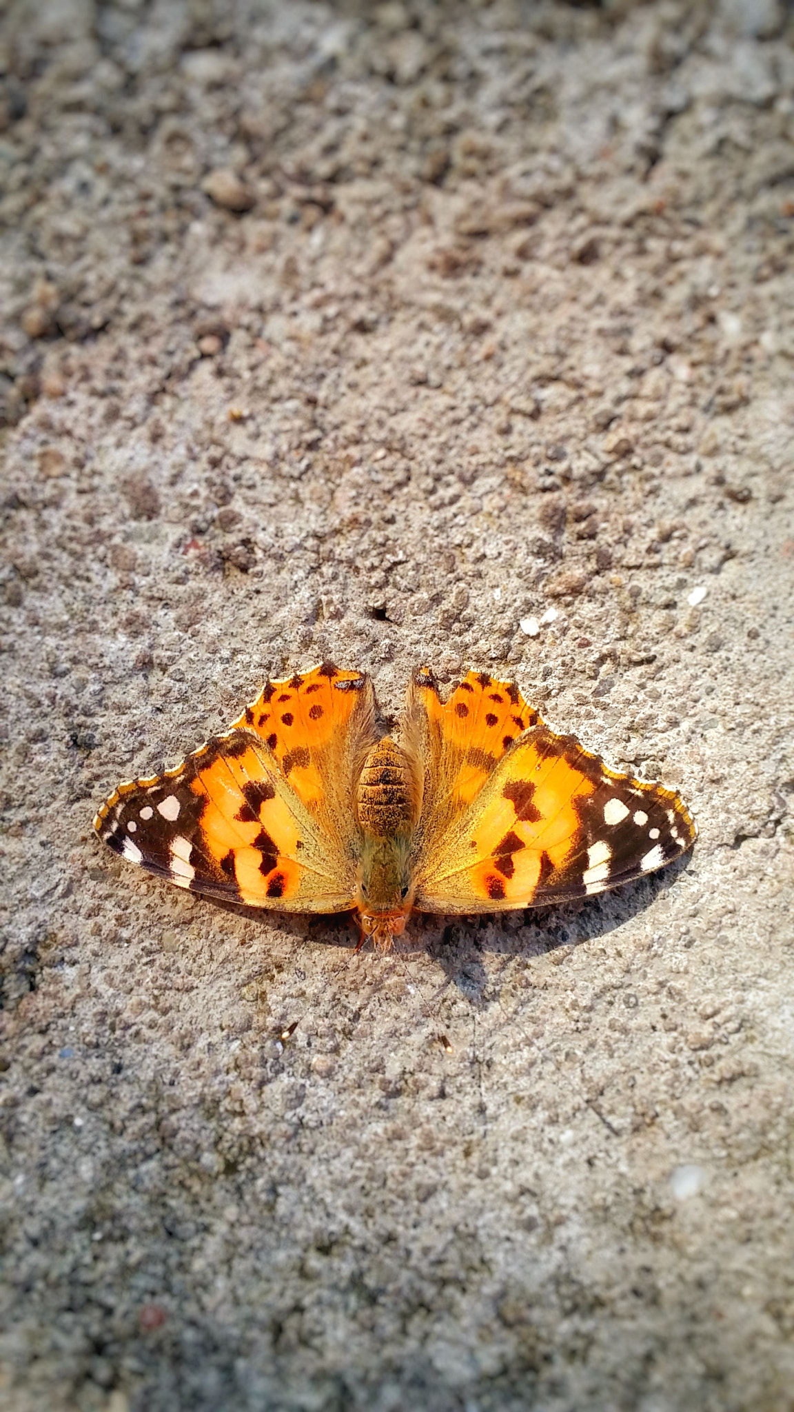Samsung Galaxy E7 sample photo