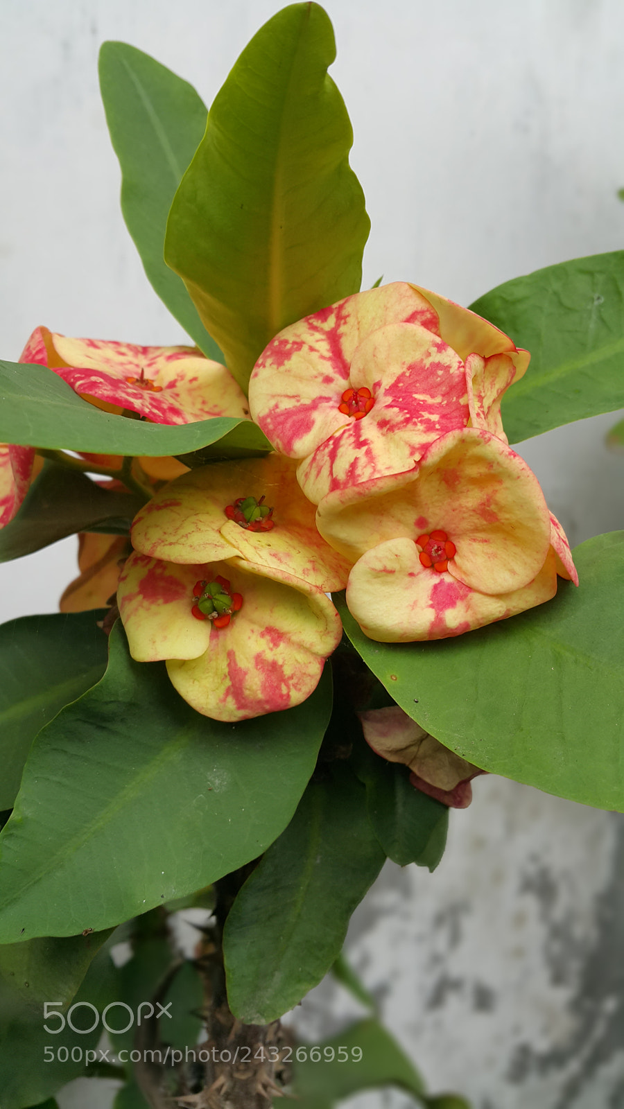 Samsung Galaxy Note4 sample photo. The beauty of flower photography